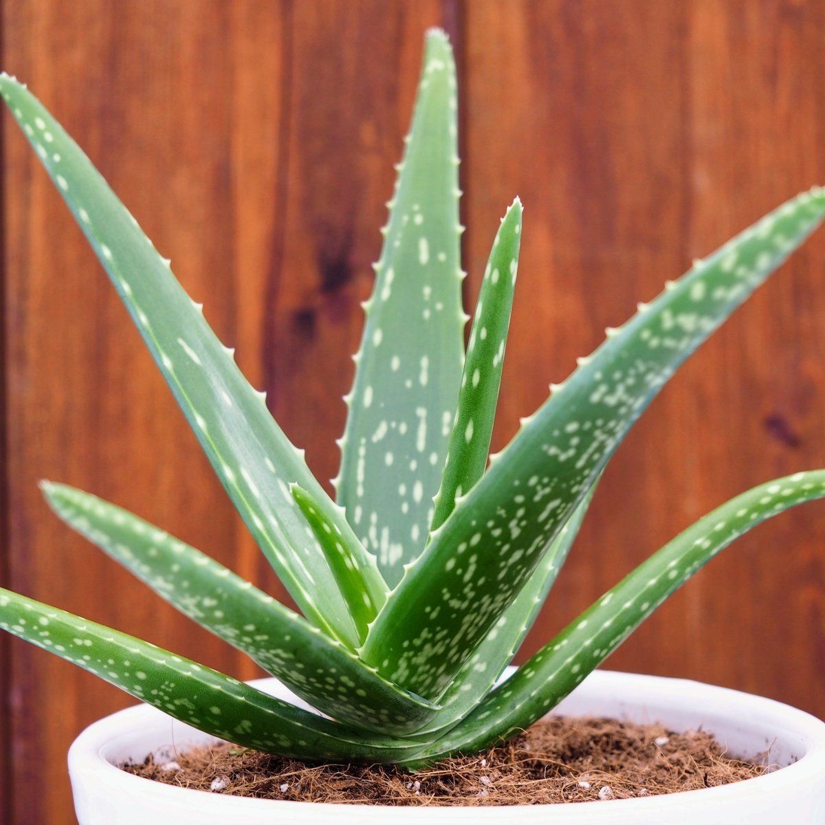 Aloevera Fidesi
